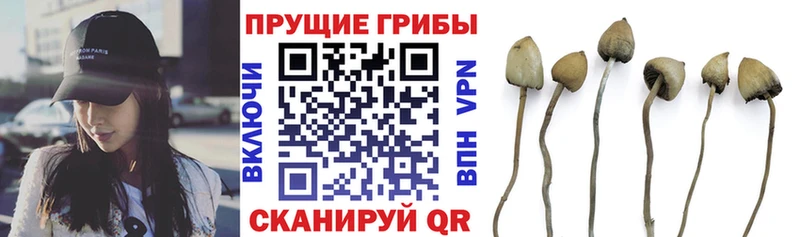 как найти наркотики  Новомосковск  Галлюциногенные грибы MAGIC MUSHROOMS 